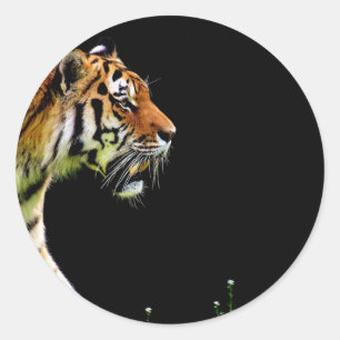 Tiger Approaching - Wild Animal Artwork Classic Round Sticker