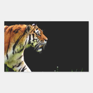 Tiger Approaching - Wild Animal Artwork Rectangular Sticker