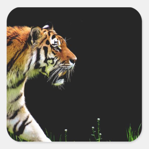 Tiger Approaching _ Wild Animal Artwork Square Sticker
