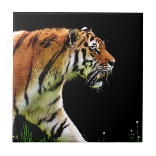 Tiger Approaching Wild Animal Photography Artwork Ceramic Tile
