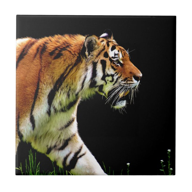 Tiger Approaching Wild Animal Photography Artwork Ceramic Tile (Front)