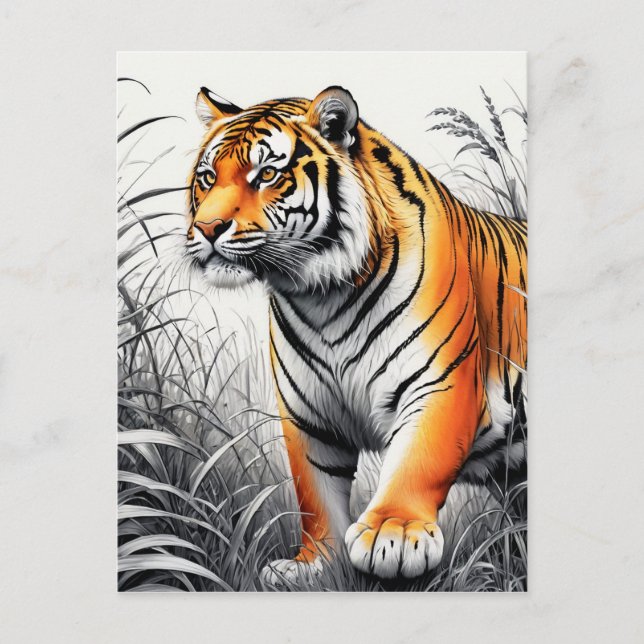 Tiger Art Color Partial Black White Drawing Postcard (Front)