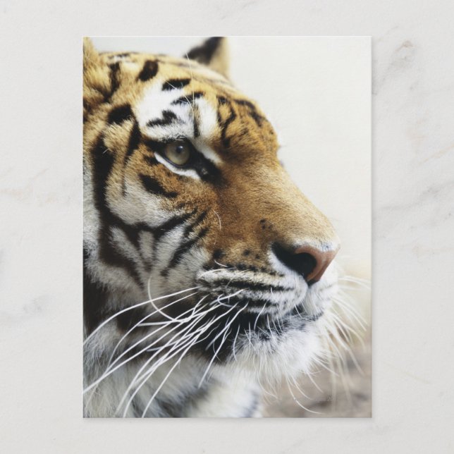 Tiger. Asahiyama Zoo, Hokkaido, Japan Postcard (Front)