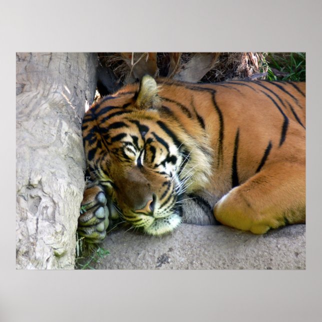 Tiger Asleep Poster (Front)
