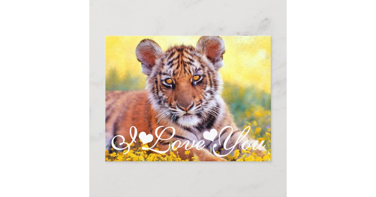 Adorable Baby Tiger Cub on White Postcard | Zazzle