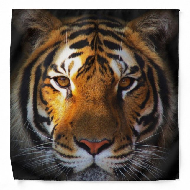 Tiger/Bandana Bandana (Front)