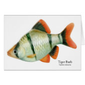 Tiger Barb Tropical Fish Card (Front Horizontal)