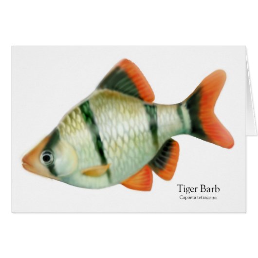Tiger Barb Tropical Fish Card (Front Horizontal)