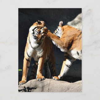 Tiger Bash Postcard