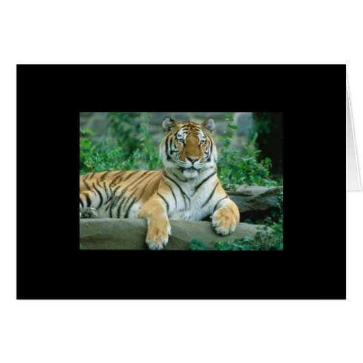 Tiger Beauty Cards (Front Horizontal)