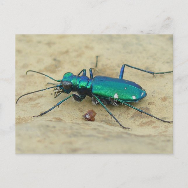Tiger Beetle Postcard (Front)