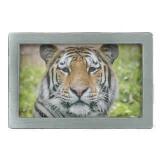 tiger belt buckle