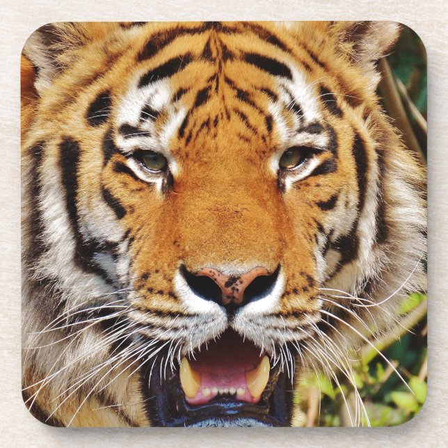Tiger Beverage Coaster (Front)