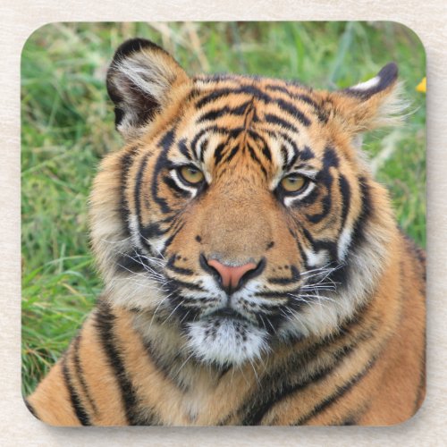 Tiger Beverage Coaster