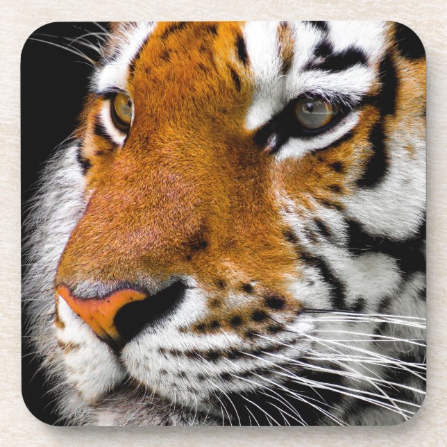 Tiger Beverage Coaster (Front)