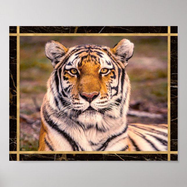 Tiger Big Cat Closeup Photo Image Print Poster (Front)