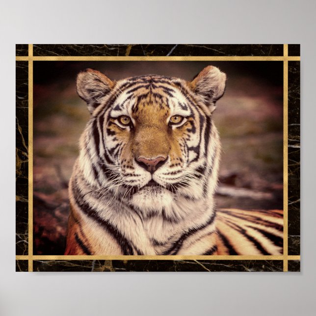 Tiger Big Cat Photo Image Print Poster (Front)
