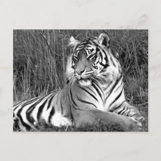 Tiger - Black & White Postcard