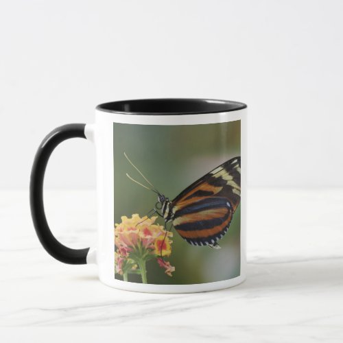 Tiger butterfly Heliconius ismenius Mug