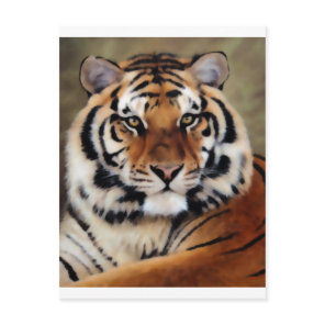 Tiger by Psyco Postcard