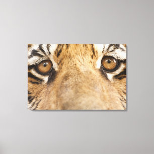 Tiger Canvas Print