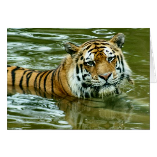 Tiger Card