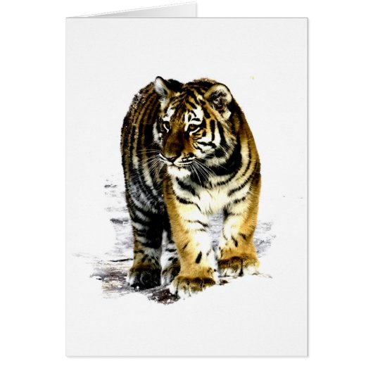 Tiger Cards (Front)