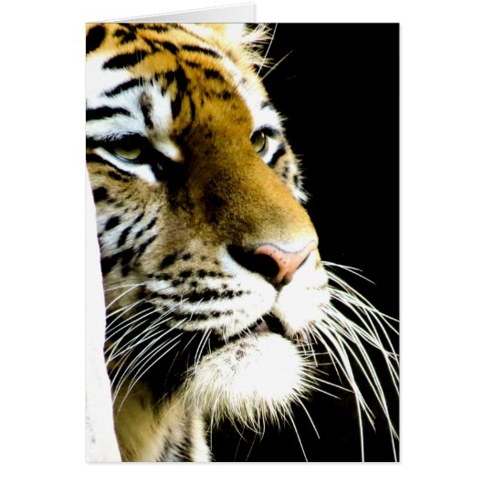 Tiger Cards (Front)