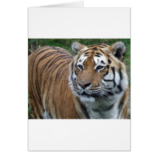 Tiger Cards
