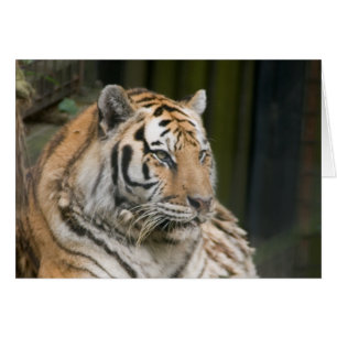 Tiger Cards