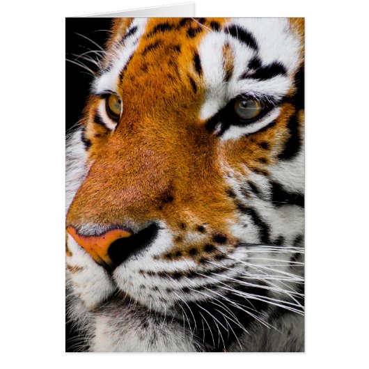 Tiger Cards (Front)