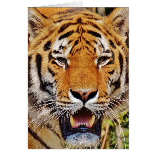 Tiger Cards (Front)