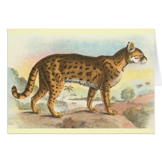 Tiger-Cat Cards (Front Horizontal)