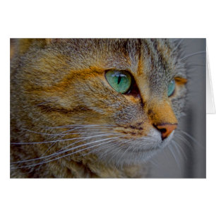 Tiger Cat Portrait Cards