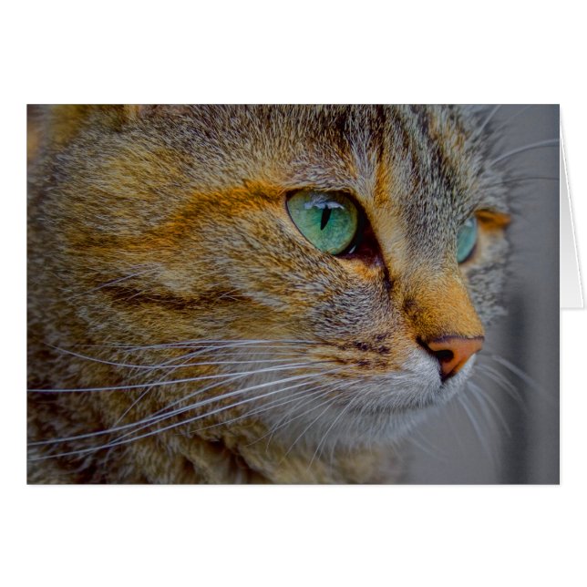 Tiger Cat Portrait Cards (Front Horizontal)