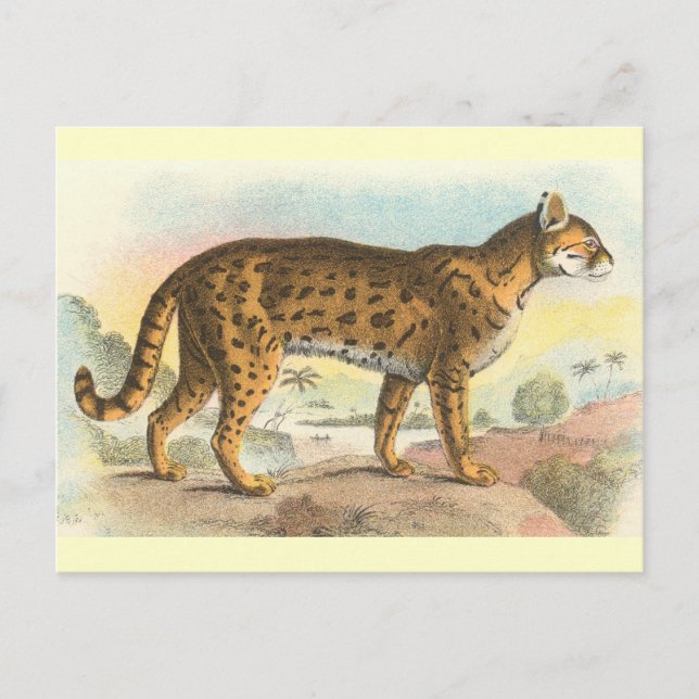 Tiger-Cat Postcard (Front)