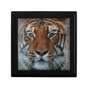 Tiger Cat Stripes Jungle Mist Animal Gift Box