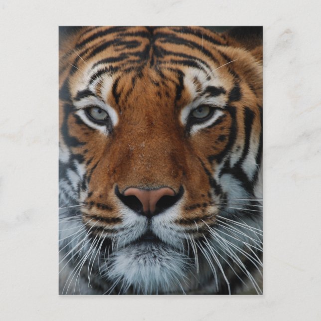 Tiger Cat Stripes Jungle Mist Animal Postcard (Front)