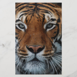 Tiger Cat Stripes Jungle Mist Animal Stationery