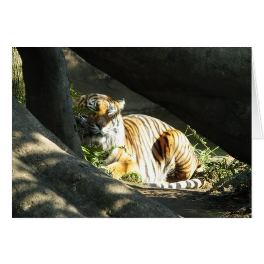 Tiger Catnap Cards (Front Horizontal)