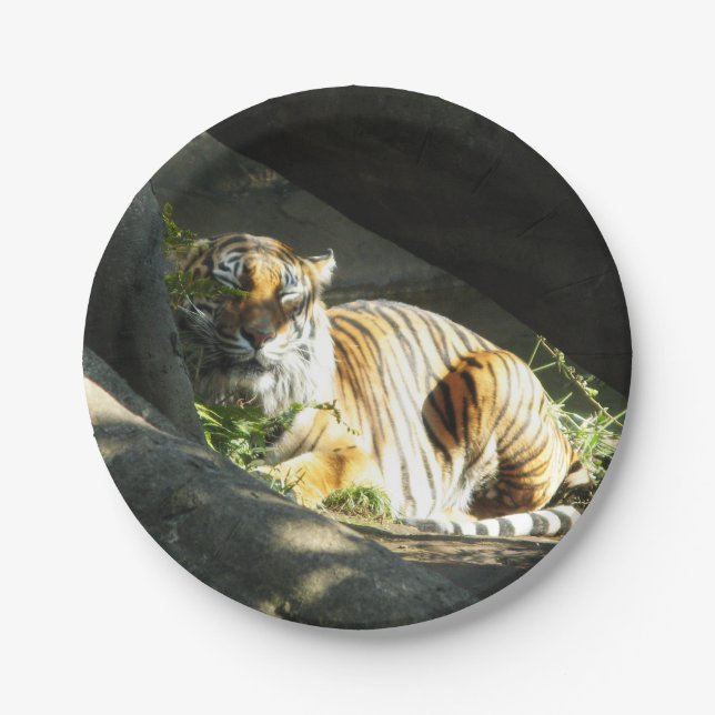 Tiger Catnap Paper Plates (Front)