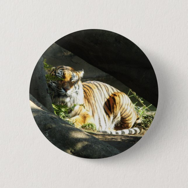Tiger Catnap Pinback Button (Front)