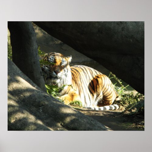 Tiger Catnap Poster