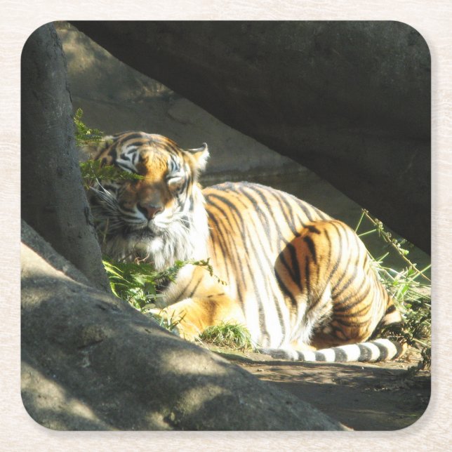 Tiger Catnap Square Paper Coaster (Front)