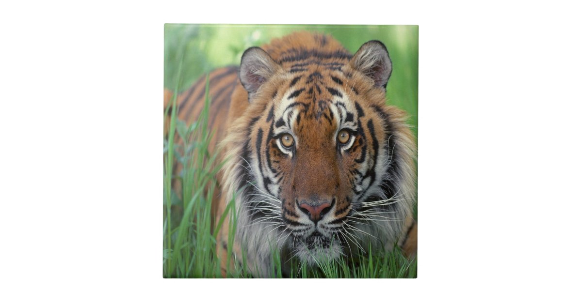 Tiger Ceramic Tile | Zazzle