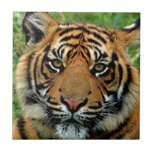 Tiger Ceramic Tile