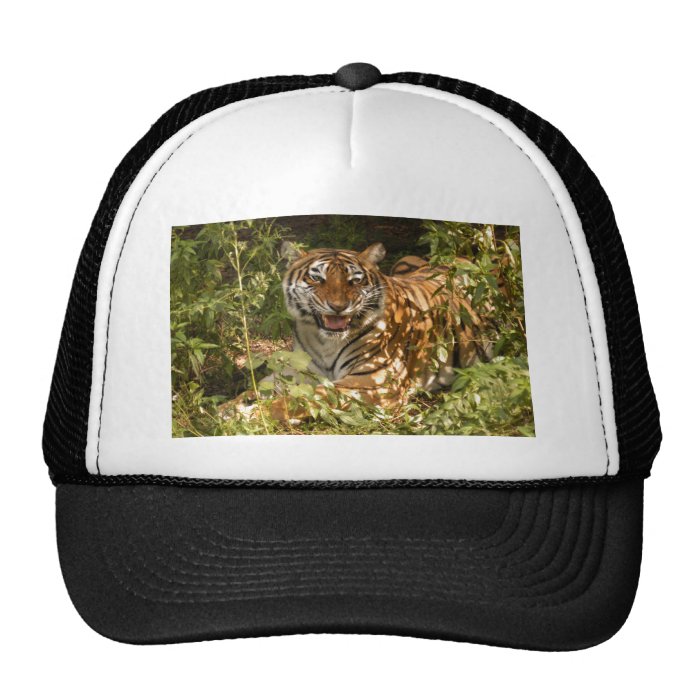 Tiger China Doll b 17 Hat