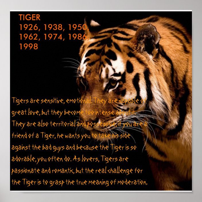 Tiger Chinese Zodiac Poster | Zazzle.com