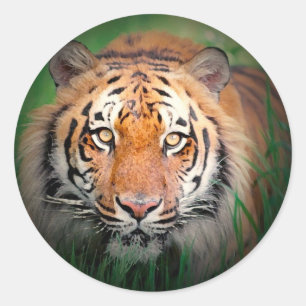 Tiger Classic Round Sticker
