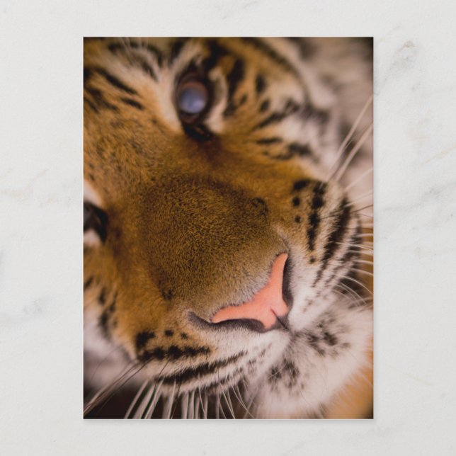Tiger Close-Up View Postcard (Front)